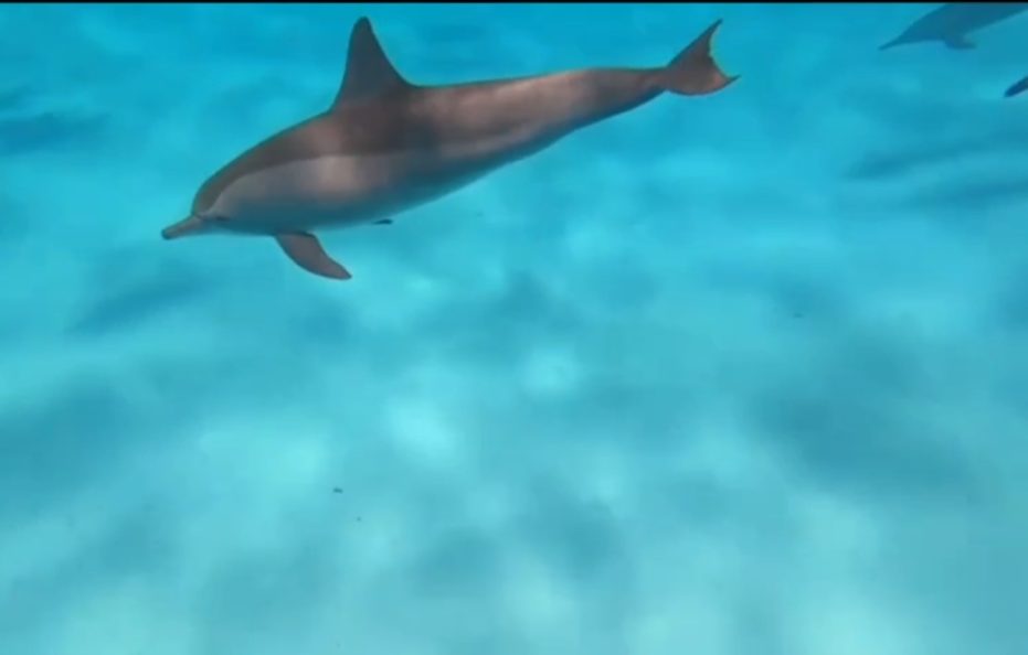 7 Days Cruising with Dolphins