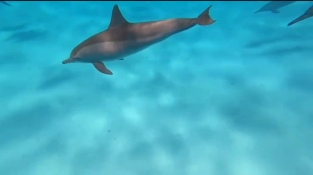 7 Days Cruising with Dolphins