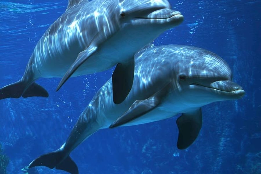 7 Days Cruising with Dolphins