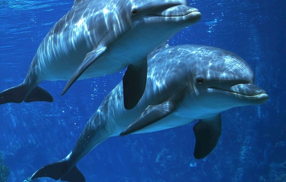 7 Days Cruising with Dolphins