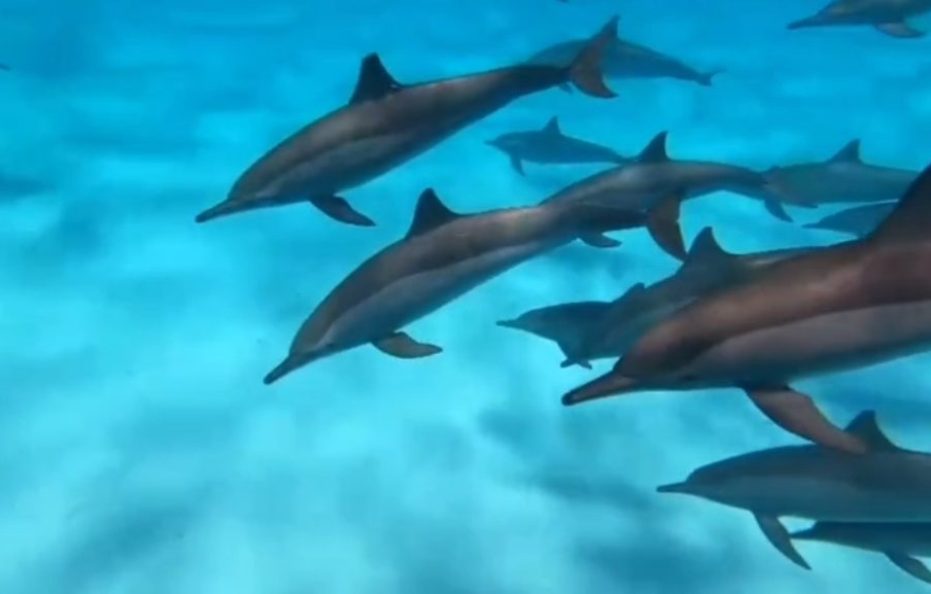 7 Days Cruising with Dolphins