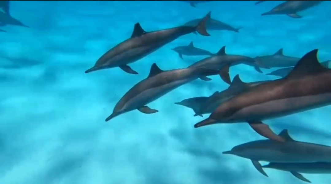 7 Days Cruising with Dolphins