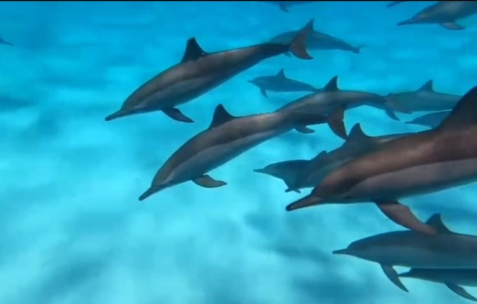 7 Days Cruising with Dolphins