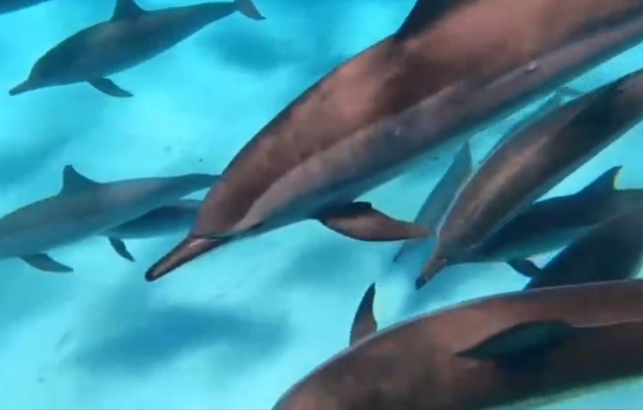 7 Days Cruising with Dolphins