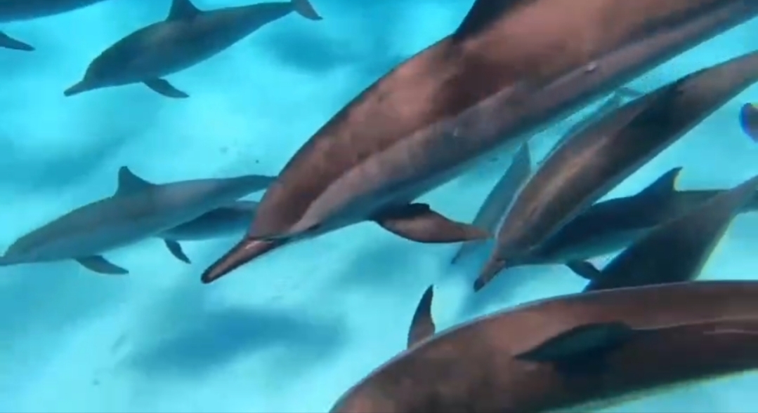 7 Days Cruising with Dolphins