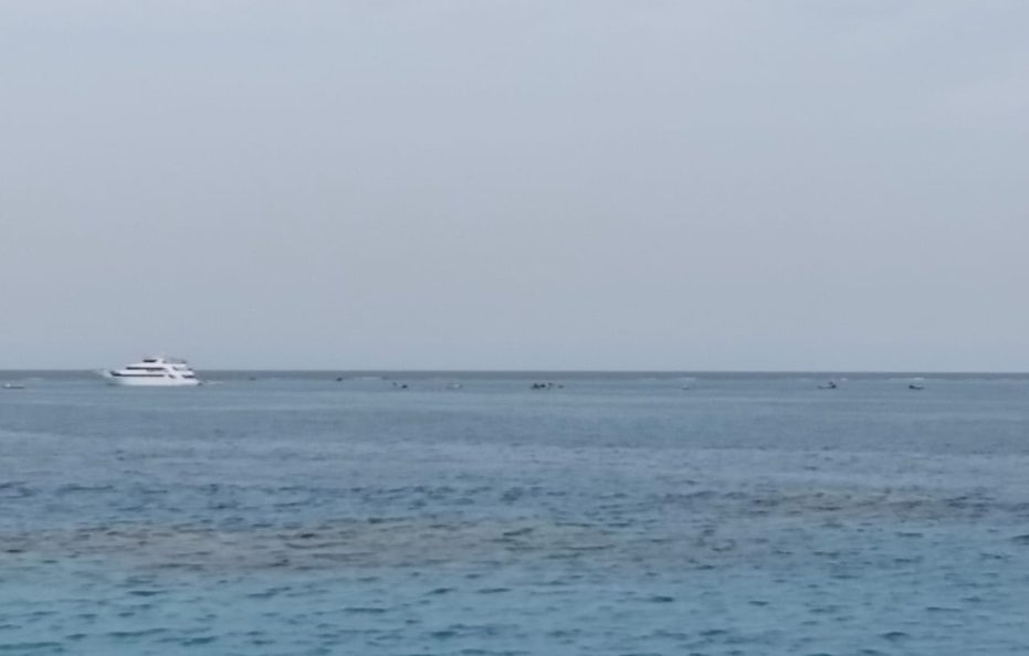 7 Days Cruising with Dolphins