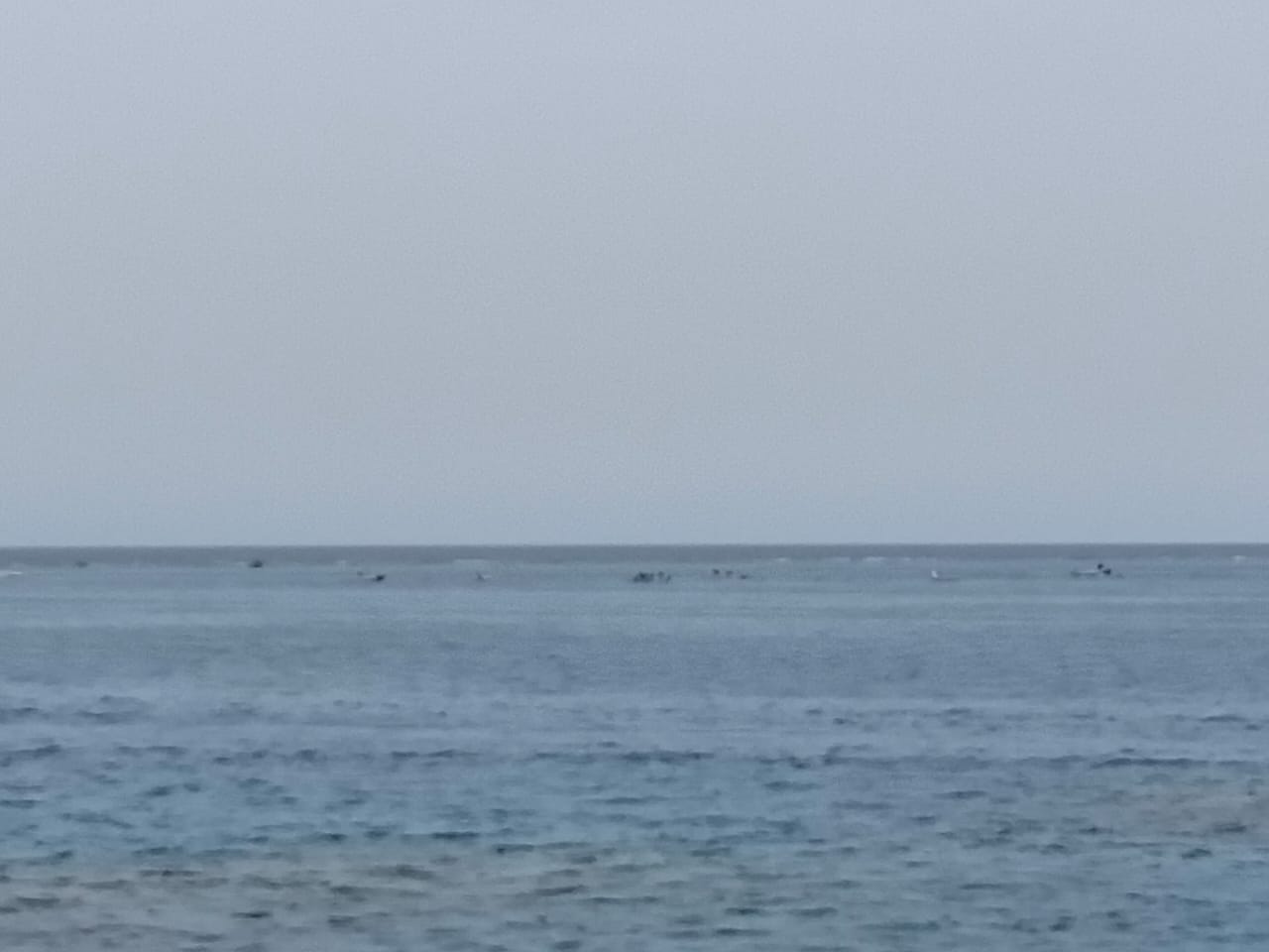 Swimming with wild dolphins at Sataya Reef Red Sea