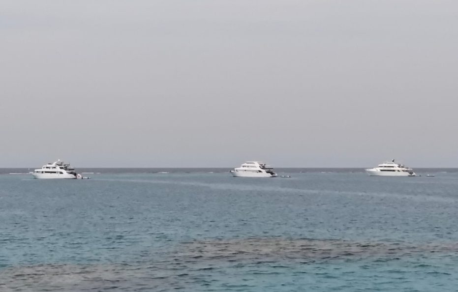 7 Days Cruising with Dolphins