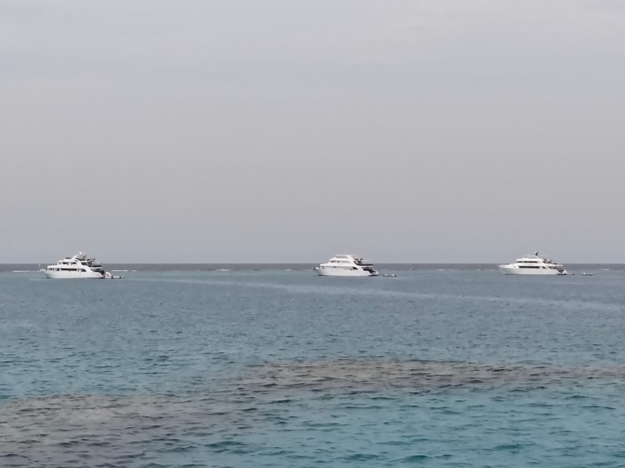 Dolphin watching and snorkeling in pristine Red Sea coral reefs
