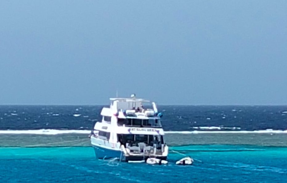 7 Days Cruising with Dolphins