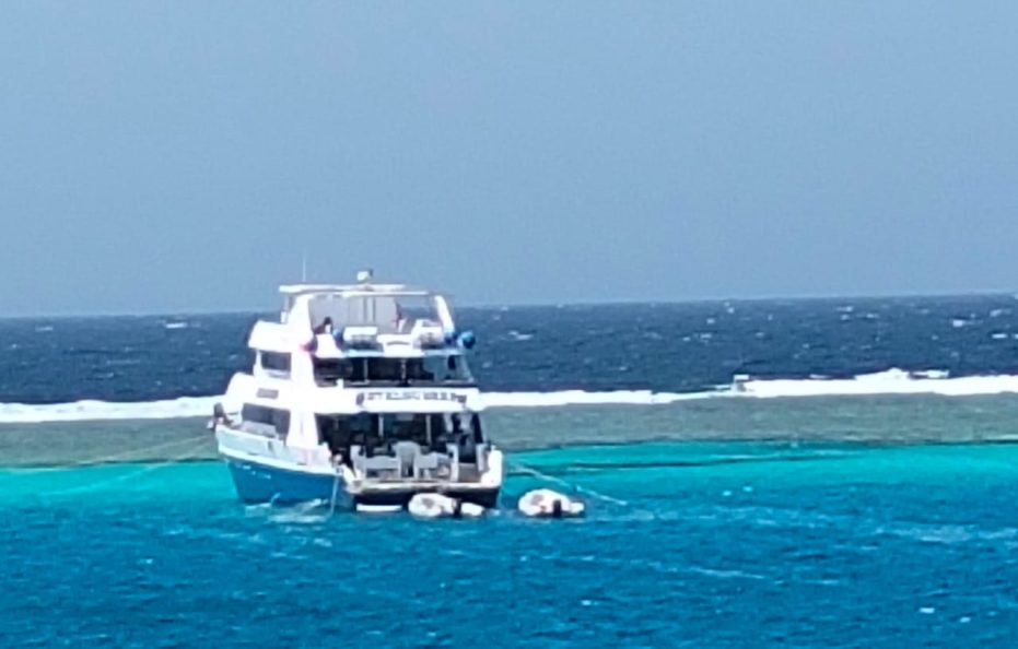 7 Days Cruising with Dolphins