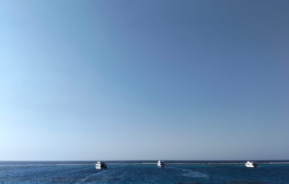 7 Days Cruising with Dolphins