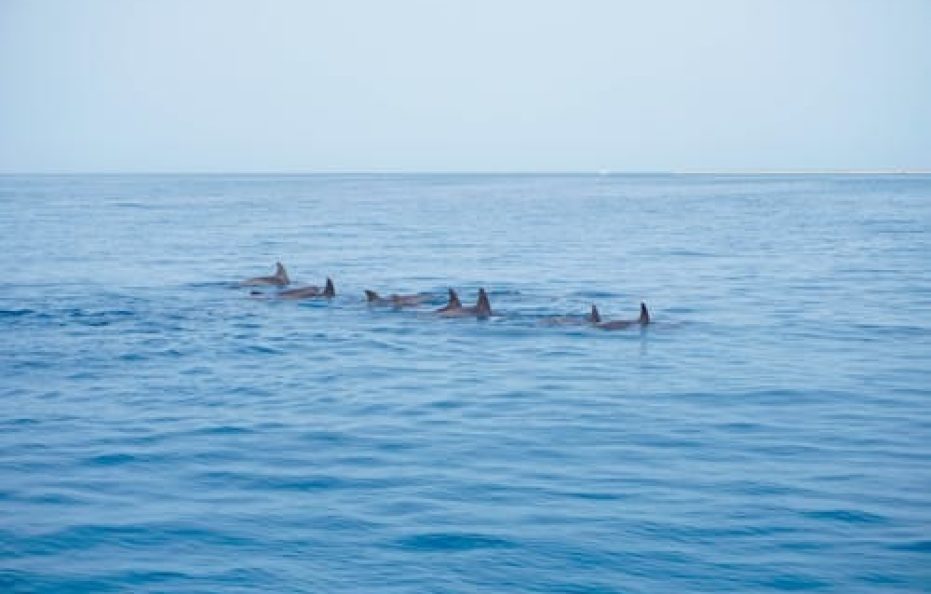 7 Days Cruising with Dolphins