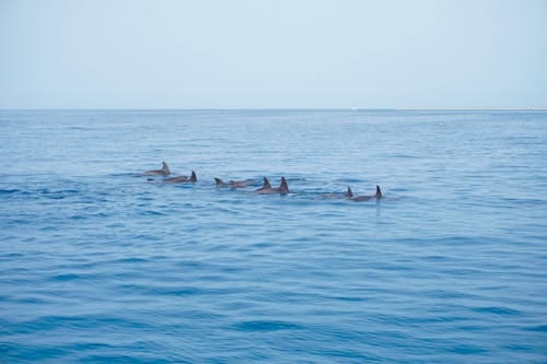 Luxury liveaboard cruise boat Dolphin Adventures Marsa Alam