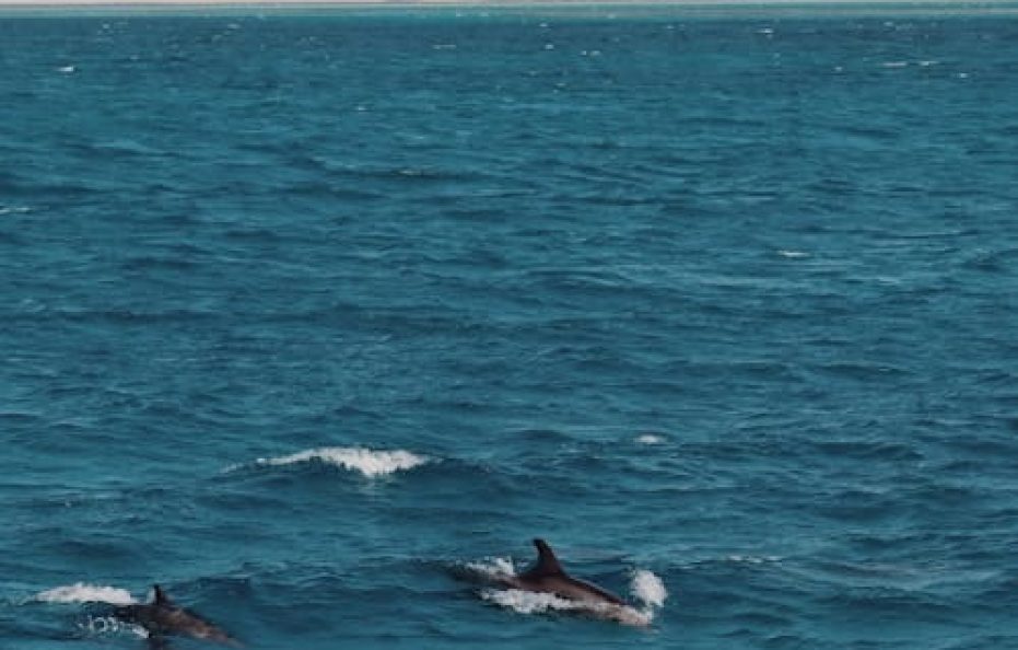 7 Days Cruising with Dolphins