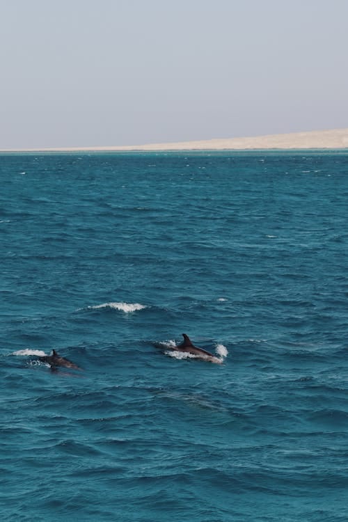 Sataya Dolphin Adventure luxury cruise yacht in Marsa Alam