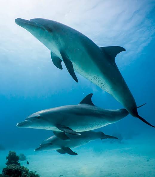 Sataya Dolphin Adventure luxury cruise yacht in Marsa Alam