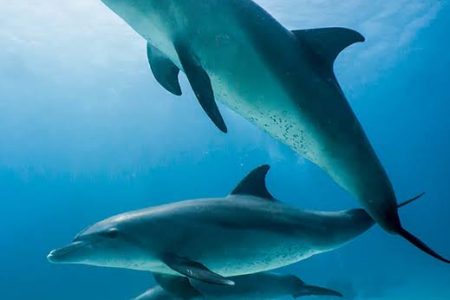 Dolphin watching and snorkeling in pristine Red Sea coral reefs