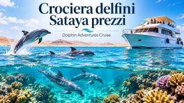 Crociera delfini Sataya prezzi