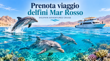 Prenota viaggio delfini Mar Rosso
