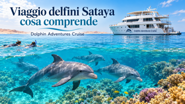 Viaggio delfini Sataya cosa comprende