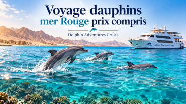 Voyage dauphins mer Rouge prix compris